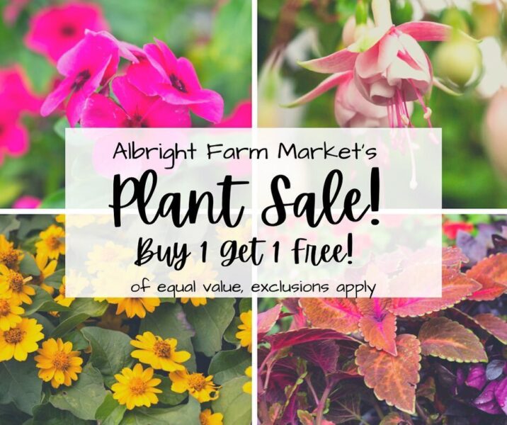 Colorful display of flowers and plants promoting Albright Farm Market's plant sale, featuring a 