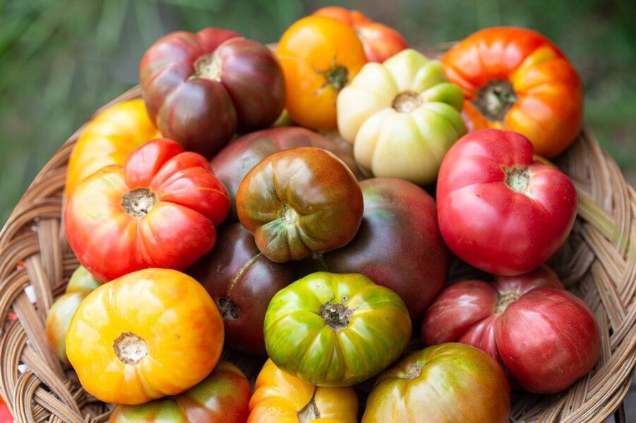 A vibrant assortment of heirloom tomatoes in various colors, including red, yellow, green, and orange, displayed in a woven basket. This image showcases the diversity and rich textures of fresh, organic produce, perfect for culinary inspiration and healthy eating.